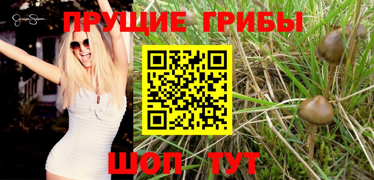 Псилоцибиновые грибы мицелий Назарово